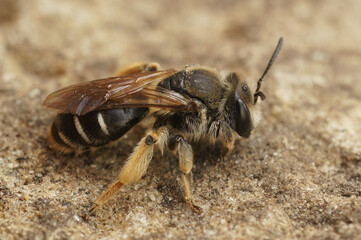 Closeup on a female of the rare Wilke'smining bee, Andrena wilkella, a specialist on clover © Henk