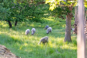 Sheep grazing in a field. Åland Islands, Finland.