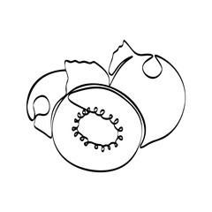 Continuous one line drawing kiwi. Vector illustration. Black line art on white background. Cartoon kiwi isolated on white background. Vegan concept