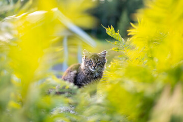 Portrait of a kitten sitting on a stone among the ferns. Finland