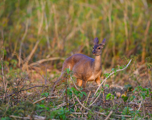 Marsh Deer portrait in Pantanal, Brazil