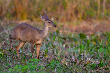 Marsh Deer portrait in Pantanal, Brazil