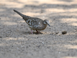Scaled Dove foraging on the ground in Pantanal, Brazil