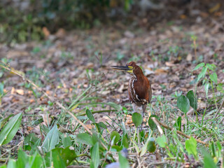 Rufescent Tiger-Heron foraging in green vegetation, portrait