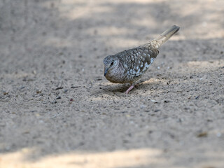 Scaled Dove foraging on the ground in Pantanal, Brazil