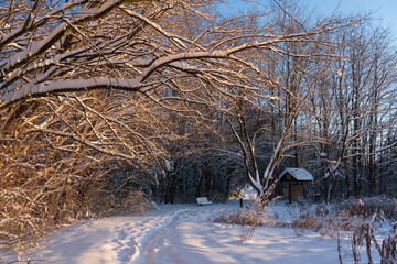 trees in the snow