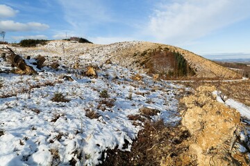 After a bark beetle attack in winter. Hostyn hills. Czechia. 