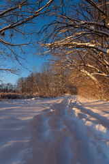 Obraz premium trees in the snow