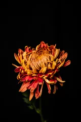 Raamstickers red and yellow dahlia © Jessica