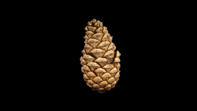 Pine Cone Beats in Heart Rhythm in Time Lapse on a Black Background. Fir Cone Opening and Closing Isolated on Black Background