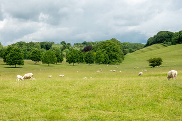 flock of sheep and lambs in the Cotswolds England with trees and hills in the background and a stormy spring sky