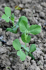closeup the bunch green ripe peas plant growing in the farm with brown soil soft focus natural green brown background.
