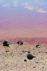Caracoles en laguna de sal