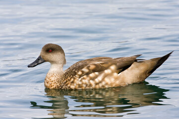 Gekuifde Eend, Crested Duck, Lophonetta specularioides