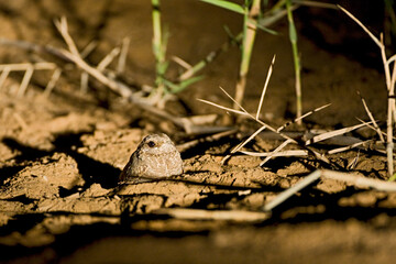 Nubische Nachtzwaluw, Nubian Nightjar, Caprimulgus nubicus tamaricis