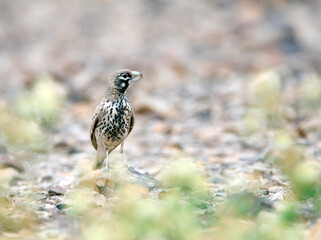 Diksnavelleeuwerik, Thick-billed Lark, Ramphocoris clotbey