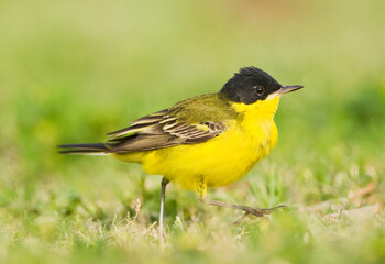 Obraz premium Balkankwikstaart, Black-headed Wagtail, Motacilla feldegg