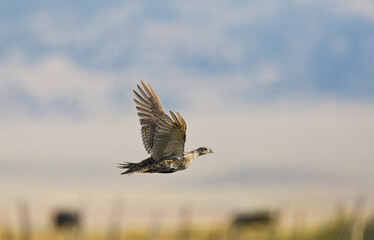 Obraz premium Waaierhoen, Greater Sage-Grouse, Centrocercus urophasianus,