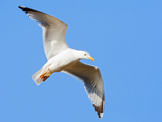 Fototapeta na wymiar Yellow-legged Gull, Larus michahellis michahellis