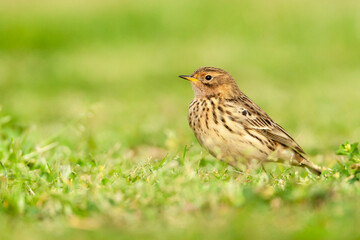 Roodkeelpieper, Red-throated Pipit, Anthus cervinus