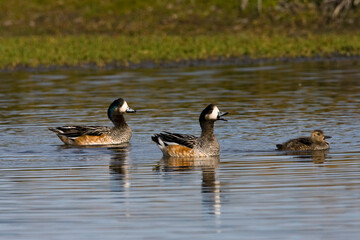 Chileense Smient, Chilean Wigeon, Anas sibilatrix