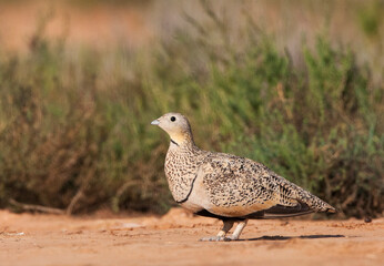Zwartbuikzandhoen, Black-bellied Sandgrouse, Pterocles orientalis