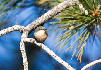 Kleine Boomklever, Pymgy Nuthatch, Sitta pygmaea