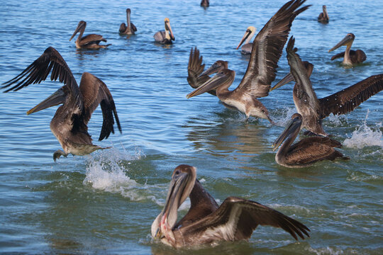 pelicans en el mar