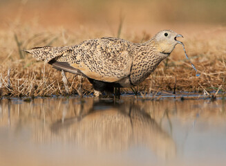 Zwartbuikzandhoen, Black-bellied Sandgrouse, Pterocles orientalis