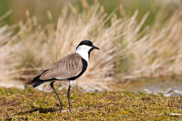 Sporenkievit, Spur-winged Plover, Vanellus spinosus