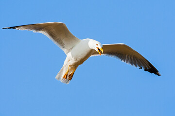 Yellow-legged Gull, Larus michahellis michahellis