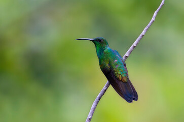 Buffons Pluimkolibrie, White-vented Plumeleteer, Chalybura buffonii