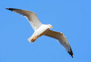 Yellow-legged Gull, Larus michahellis michahellis