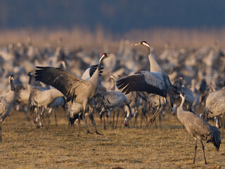 Common crane (Grus grus)