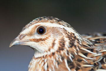 Kwartel, Common Quail, Coturnix coturnix