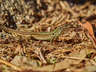 small green lizard crawling on the floor