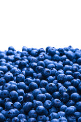 Fresh blueberry background. Texture blueberry berries close up.