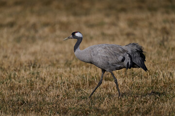 Common crane (Grus grus)
