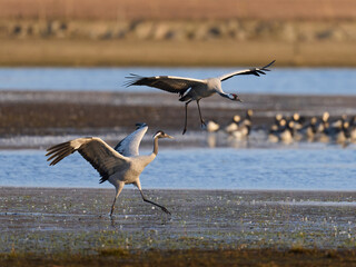 Common crane (Grus grus)