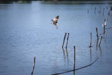 .Selective blur on a Black Crowned night heron, also called Nycticorax, flying over Tresetiste lake, in Serbia. It is a typical middle sized heron from Europe....