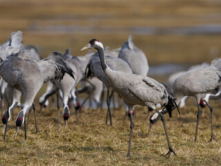 Common crane (Grus grus)