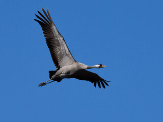 Common crane (Grus grus)