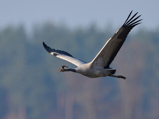 Common crane (Grus grus)