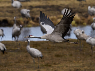 Common crane (Grus grus)
