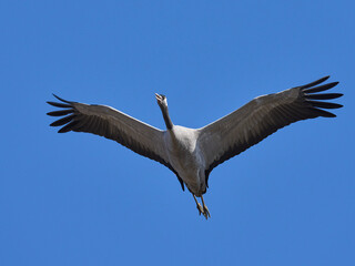 Common crane (Grus grus)