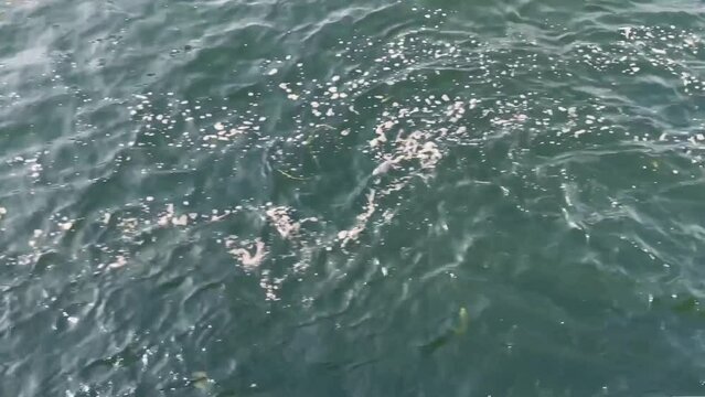 AGUA SUCIA DEL NILO