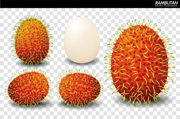 Rambutan Fruit Vector. a realistic style. Isolated objects on background. - Vector