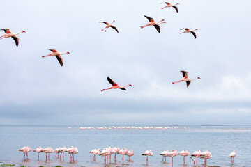 Namibia Flamingos. Group of Pink Flamingos Birds near Walvis Bay, the Atlantic Coast of Namibia....