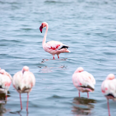 Fototapeta na wymiar Namibia Flamingos. Group of Pink Flamingos Birds near Walvis Bay, the Atlantic Coast of Namibia. Skeleton Coast. Africa. 