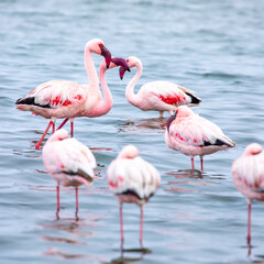 Fototapeta na wymiar Namibia Flamingos. Group of Pink Flamingos Birds near Walvis Bay, the Atlantic Coast of Namibia. Skeleton Coast. Africa. 